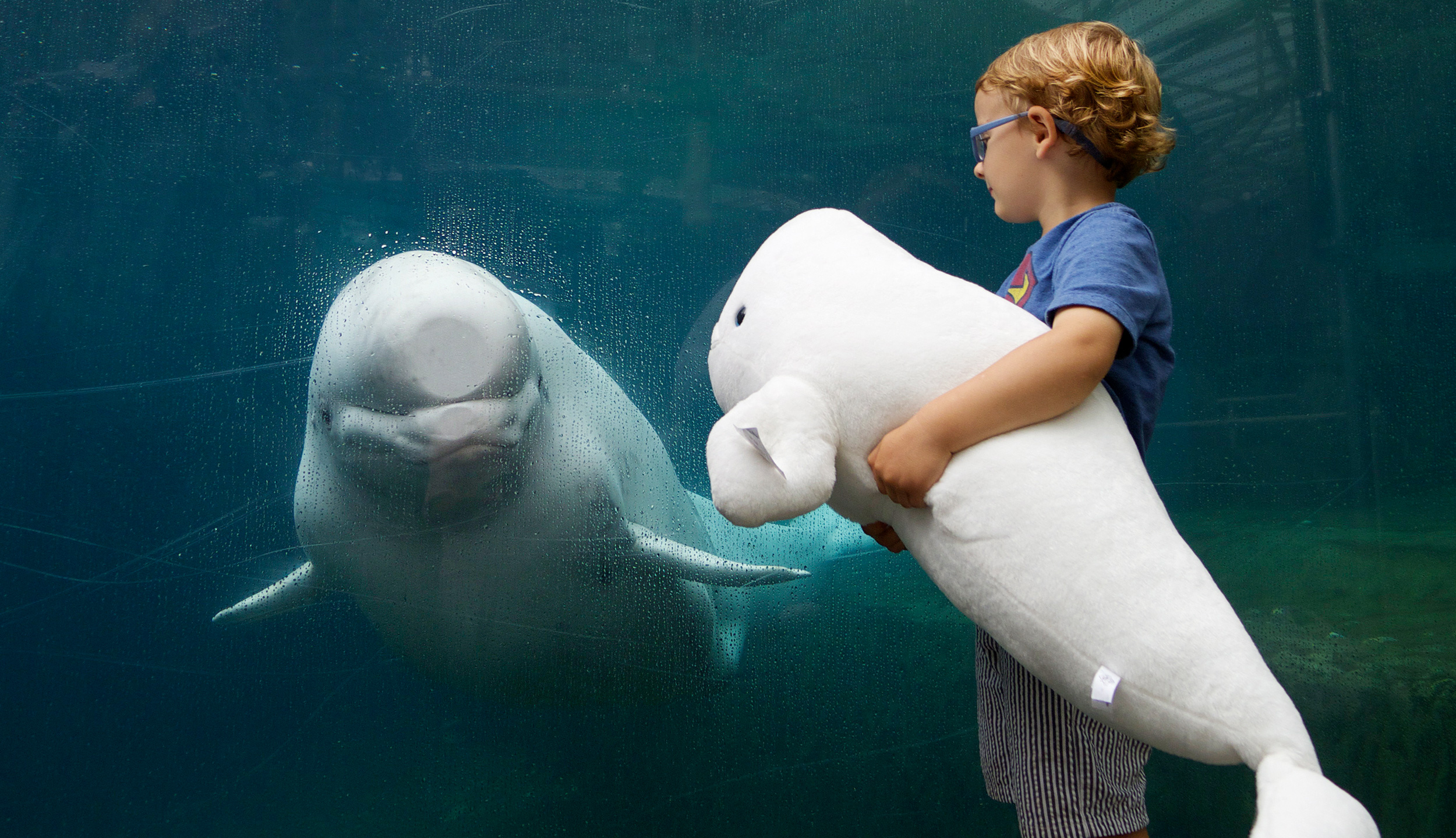 KIM LOWE | DIRECTOR PHOTOGRAPHER | KIDS  | MYSTIC AQUARIUM | BELUGA WHALE | EXPLORE | Discover | 49