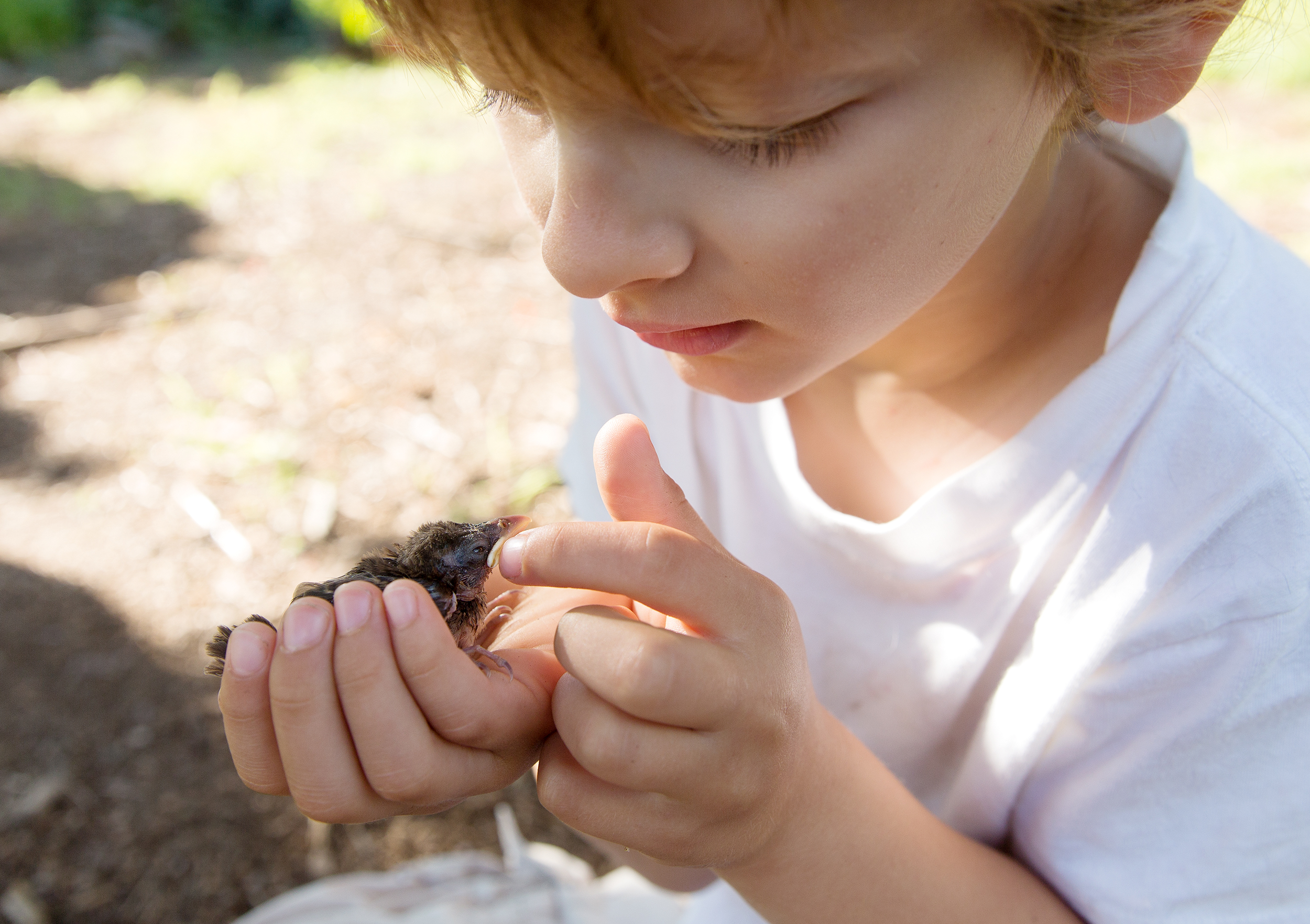PHOTOGRAPHER | KIDS | GROW | GARDEN | WILDLIFE | BABY BIRD | Gardening With Kids | 7