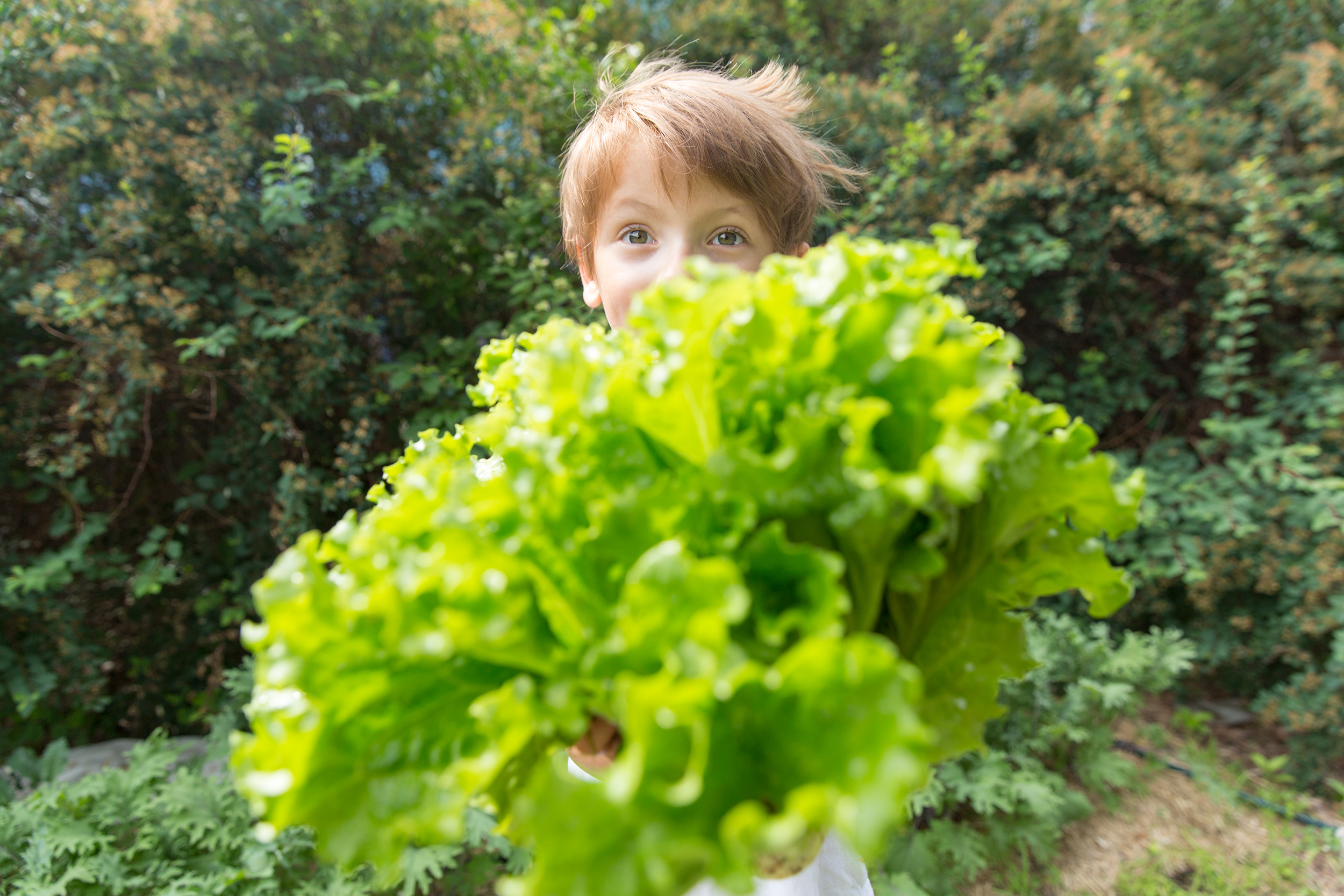 PHOTOGRAPHER | KIDS | ORGANIC | LETTUCE | GROW | Gardening With Kids | 41