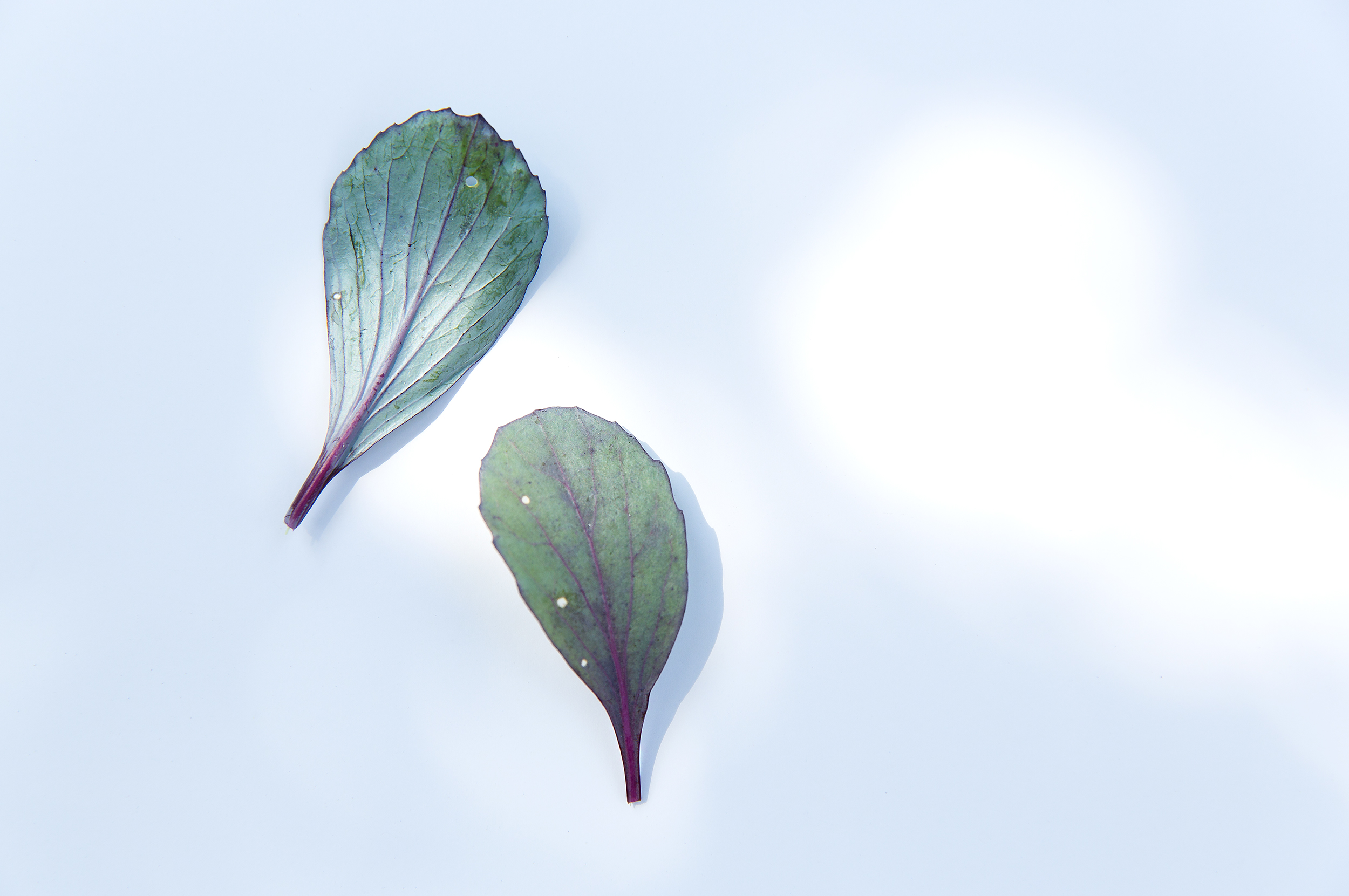 GROW_olliespurplegarden_veggies_organic_cabbage_leaf